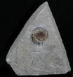 Promicroceras Ammonite - Dorset, England #30726-1